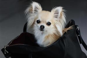 How to Choose the Best Dog Carriers for Your Pet